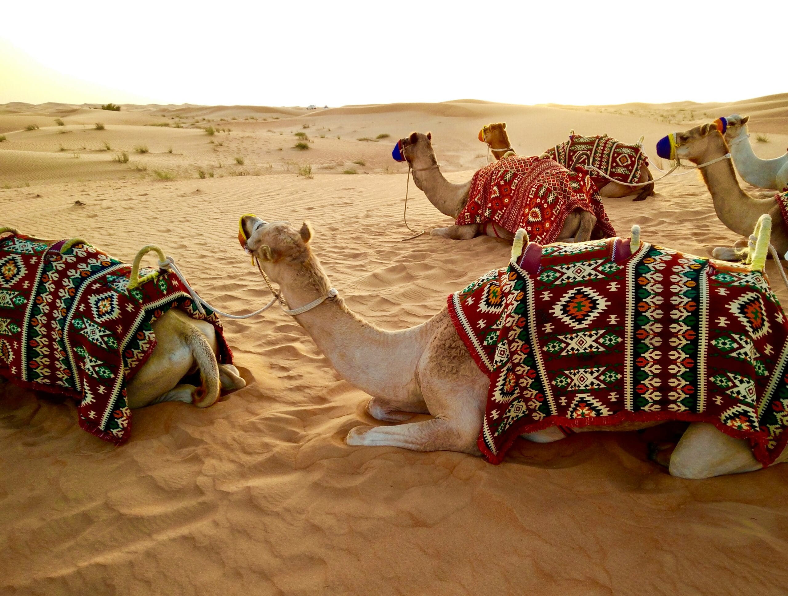 Dubai desert travel experience